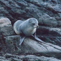 New Zealand Fur Seals - Doubtful Sound