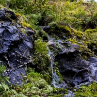 Fiordland Navigator