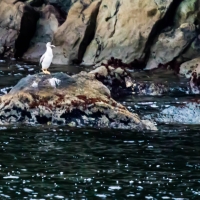 Pied Shag on Doubtful  Sound