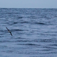 Albatross on Doubtful Sound