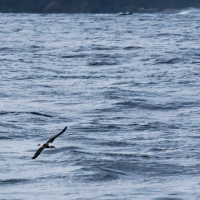 Albatross on Doubtful Sound