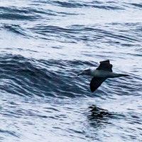 Albatross on Doubtful Sound