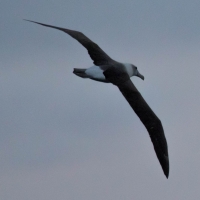 Albatross on Doubtful Sound