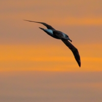 Albatross on Doubtful Sound