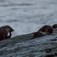 New Zealand Fur Seals - Doubtful Sound