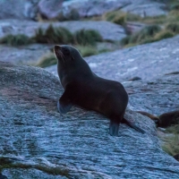 New Zealand Fur Seals - Doubtful Sound