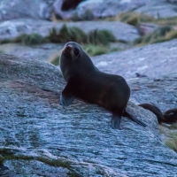 New Zealand Fur Seals - Doubtful Sound