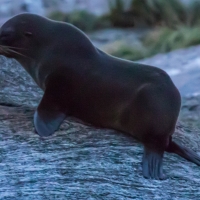 New Zealand Fur Seals - Doubtful Sound