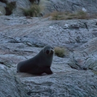 New Zealand Fur Seals - Doubtful Sound