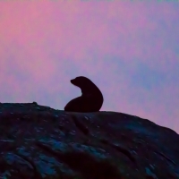 New Zealand Fur Seals - Doubtful Sound