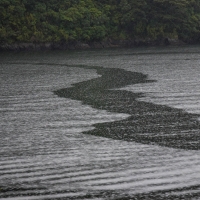 Doubtful Sound