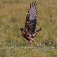 Australasian Harrier Hawk