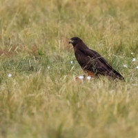 Australasian Harrier Hawk