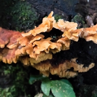 Fungus