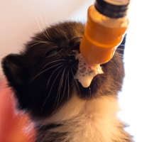 Kitten feeding from the SPCA