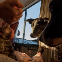 Kitten watch, Pippi and Bonny