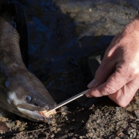 Feeding the Eels at the Cable Bay Adventure park