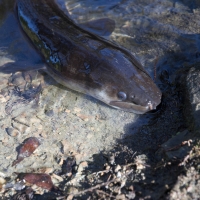 Feeding the Eels at the Cable Bay Adventure park