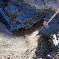 Feeding the Eels at the Cable Bay Adventure park