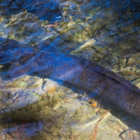 Feeding the Eels at the Cable Bay Adventure park