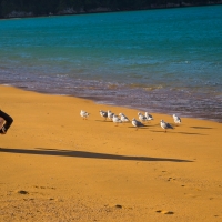 Tata beach in the Abel Tasman