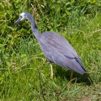 White-face Heron