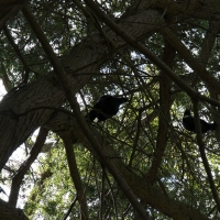 Out first Tui on Mount Eden