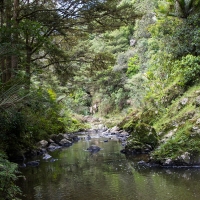 Waipu Gorge, Piroa Falls