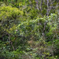 Waipu Gorge, Piroa Falls