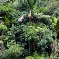 Waipu Gorge, Piroa Falls