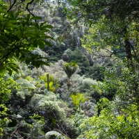 Waipu Gorge, Piroa Falls