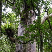 Trounson Kauri Park