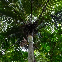 Trounson Kauri Park