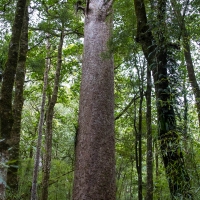 Trounson Kauri Park