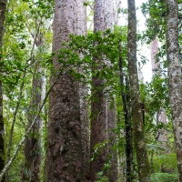 Trounson Kauri Park