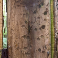 Trounson Kauri Park