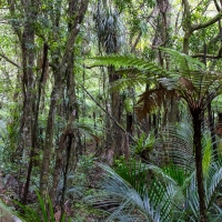 Trounson Kauri Park