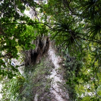 Trounson Kauri Park