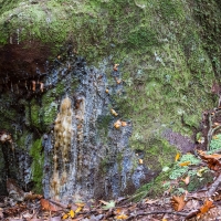 Trounson Kauri Park