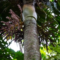 Trounson Kauri Park