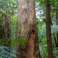 Trounson Kauri Park