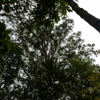 Trounson Kauri Park