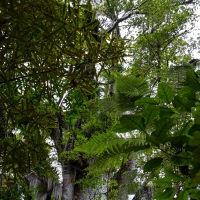 Trounson Kauri Park