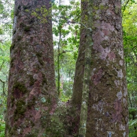 Trounson Kauri Park