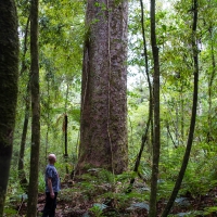 Trounson Kauri Park