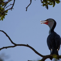 Puriri Bay Campsite, Shag