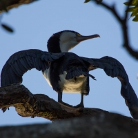 Puriri Bay Campsite, Shag