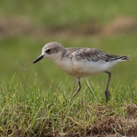 New Zealand Dotterel