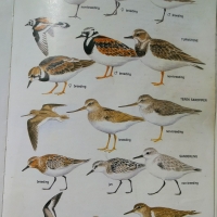 Bird Book