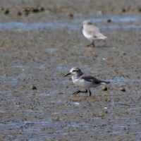 Miranda Shorebird Centre,Wry Bill